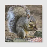 Squirrel Wildlife Photography Magnet