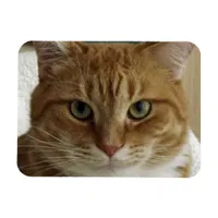 Orange Tabby Cat Flexible Magnet