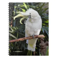 Sulfur-Crested Cockatoo Waves at the Photographer Notebook