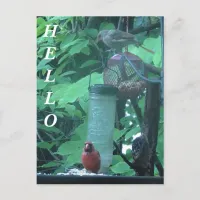 Hello Photograph of Female and Male Cardinal Postcard