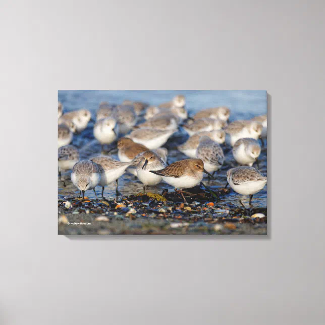 Flock of Dunlins and Sanderlings at the Beach Canvas Print