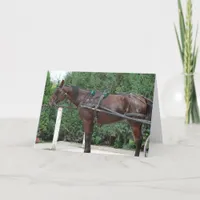 Amish Horse Card