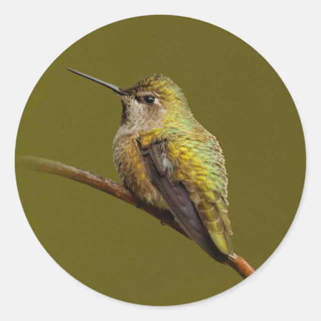 Anna's Hummingbird on the Scarlet Trumpetvine Classic Round Sticker