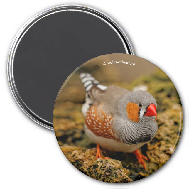 Zebra Finch on the Rocks Magnet