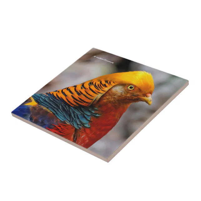 Profile of a Red Golden Pheasant Ceramic Tile