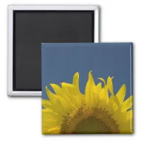 Sunflower Rising Magnet