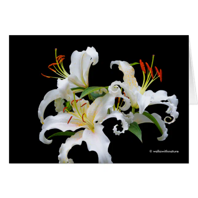 Elegant Casablanca White Oriental Lilies