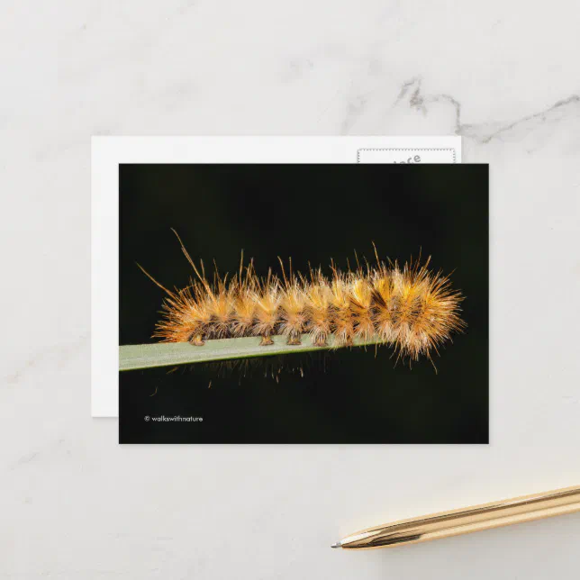Silver Spotted Tiger Moth / Woollybear Caterpillar Postcard