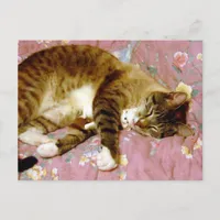 A Real Cat,A Fake Cat  Postcard