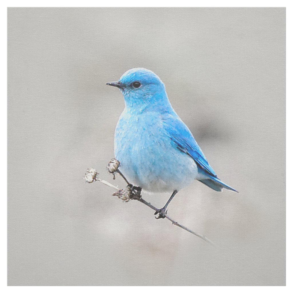 Beautiful Mountain Bluebird Fabric