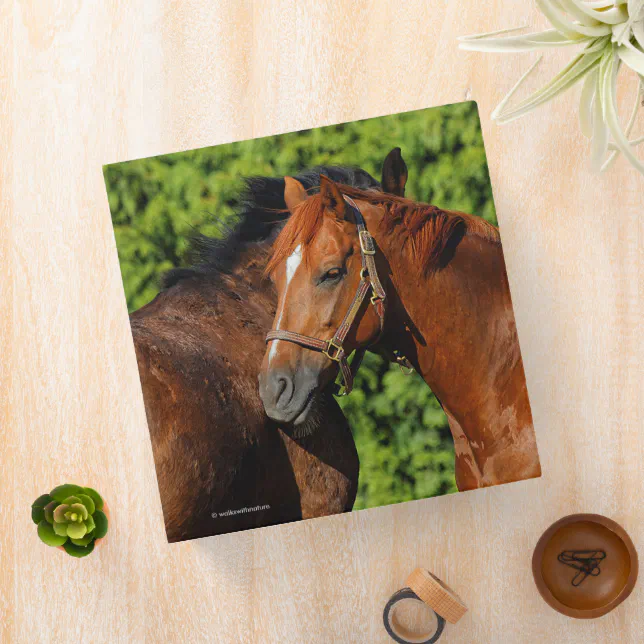 Two Beautiful Chestnut Horses in the Sun Binder