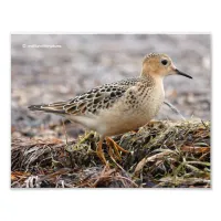 Profile of a Buff-Breasted Sandpiper at the Beach Photo Print