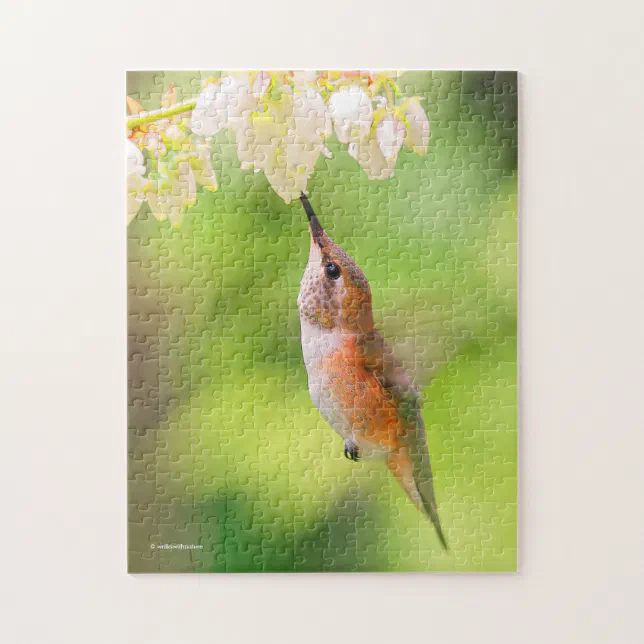 Rufous Hummingbird Sips Blueberry Blossom Nectar Jigsaw Puzzle