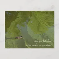 Lonely Duck in Green Waters Postcard