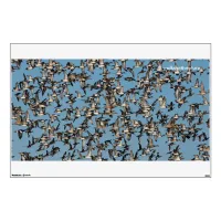 Stunning Winter Ducks in Flight Wall Sticker