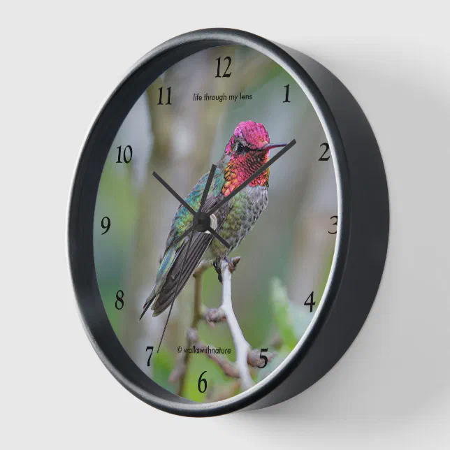 Stunning Male Anna's Hummingbird on the Plum Tree Wall Clock