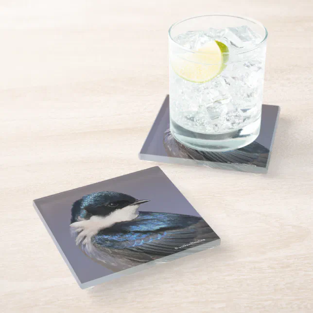 Sunlit Profile of a Tree Swallow Songbird Glass Coaster