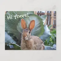 [Wild Rabbit] Cute Bunny in Garden Any Occasion Postcard