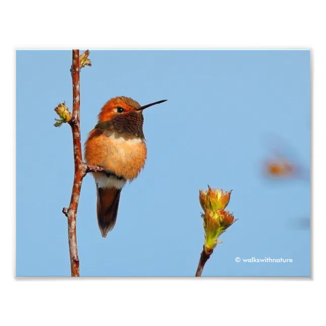 Male Rufous Hummingbird Poses for the Lens Photo Print