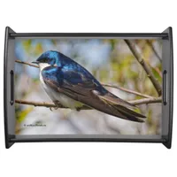 Stunning Tree Swallow Songbird on a Branch Serving Tray