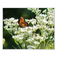 Butterfly and Bees on White Common Boneset Flower Photo Print