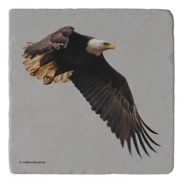 A Bald Eagle Takes to the Sky Trivet