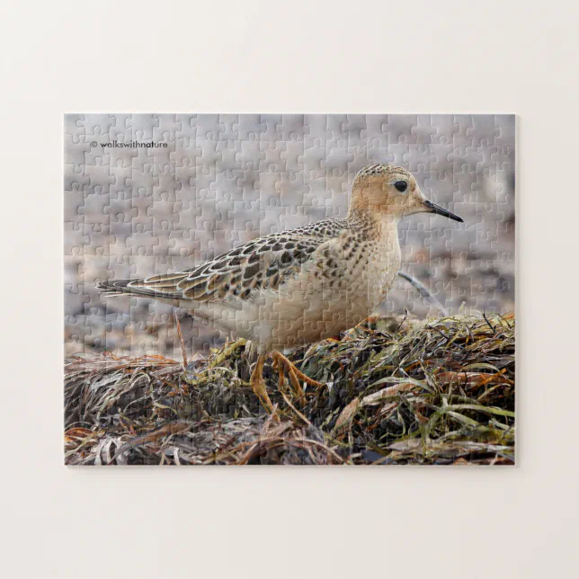 Profile of a Buff-Breasted Sandpiper at the Beach Jigsaw Puzzle