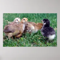 Chicks Poster