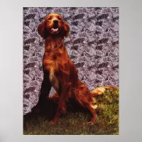 Irish Setter and Patterned Concrete Wall Poster
