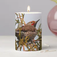 Male Red-Shafted Northern Flicker in a Tree Pillar Candle