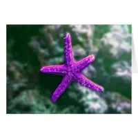 One Purple Starfish