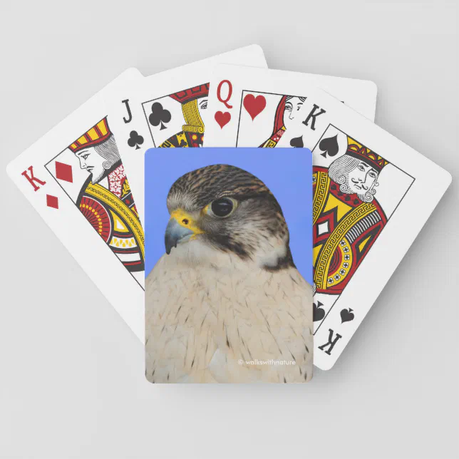 Stunning Gyrfalcon Saker Hybrid Falcon Poker Cards