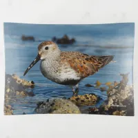 Beautiful Dunlin Sandpiper Goes Solo on the Beach Trinket Tray