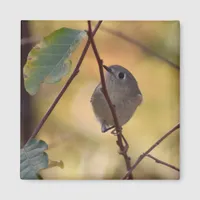 Ruby-crowned Kinglet in Fall Shrub Magnet