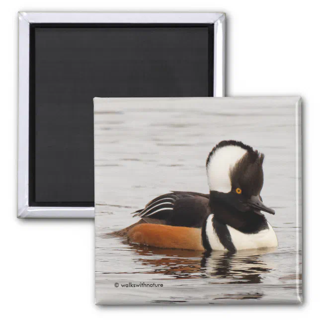 Stunning Hooded Merganser Duck at the Pond Magnet