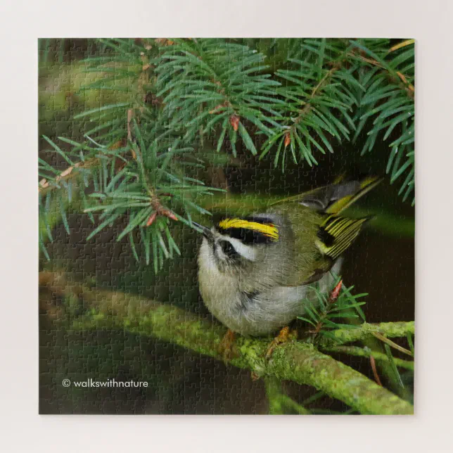 Cute Kinglet Songbird Causes Stir in the Fir Jigsaw Puzzle