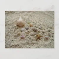 Seashells in the Sand Postcard