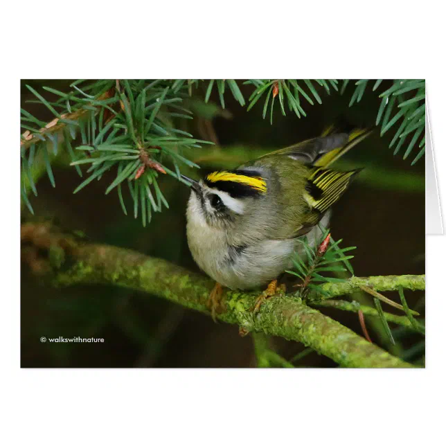 Cute Kinglet Songbird Causes Stir in the Fir