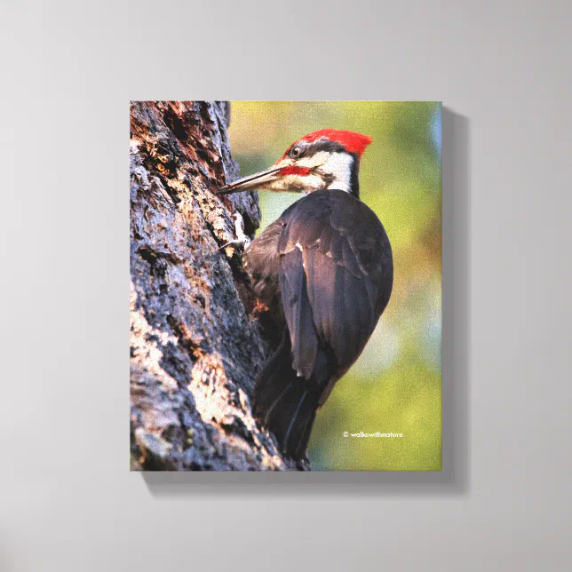 Beautiful Pileated Woodpecker on the Tree Canvas Print