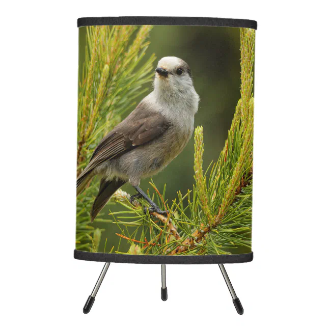 A Cute and Curious Grey Jay / Whiskeyjack Tripod Lamp