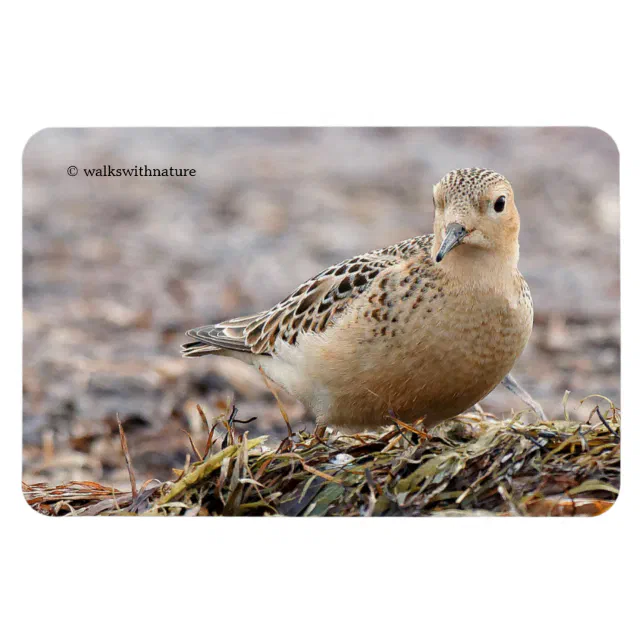 Beautiful Buff-Breasted Sandpiper at the Beach Magnet