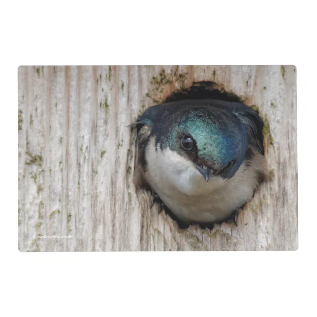 Tree Swallow in a Nestbox Placemat