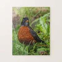 Curious American Robin Songbird in the Grass Jigsaw Puzzle