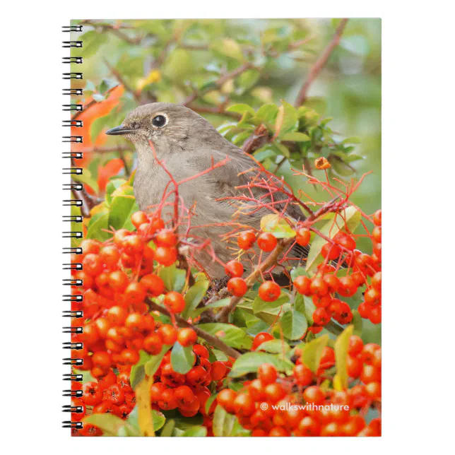 Townsend's Solitaire on the Pyracantha Notebook