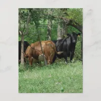 Cattle in a Pasture Postcard