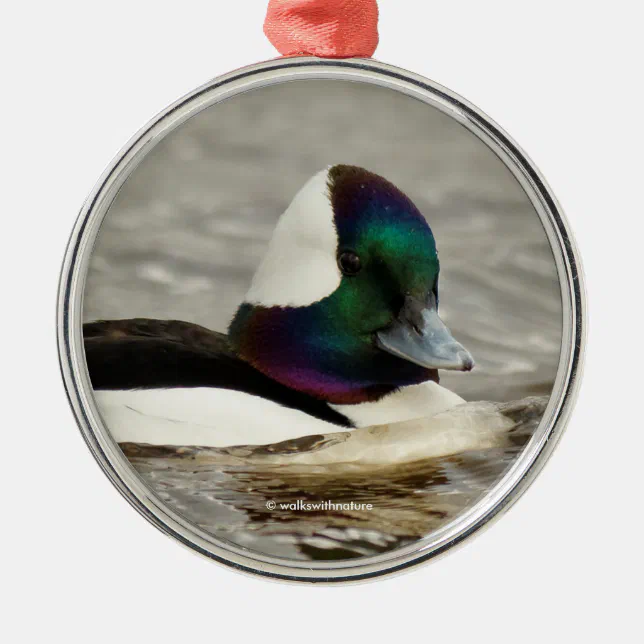 A Charming Bufflehead Duck Swims By Metal Ornament