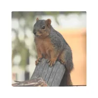 Adorable Squirrel Photograph  Metal Print