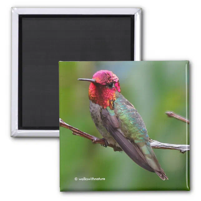 Anna's Hummingbird: This King Wears a Pink Crown Magnet