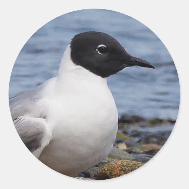 Bonaparte's Gull at the Beach Classic Round Sticker