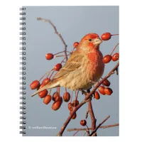 House Finch with Hawthorn Berries Notebook